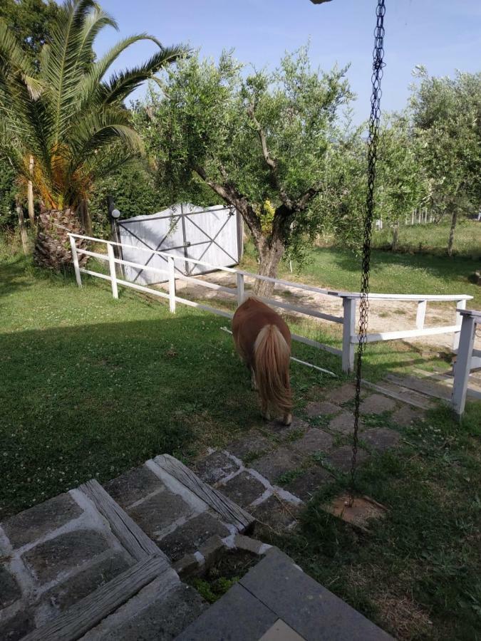 Il Poggio Degli Ulivi Apartment Тревиняно Романо Екстериор снимка